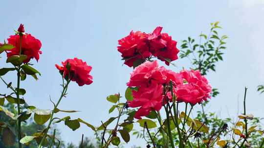 合集公园唯美月季花花丛月月红栽培植物