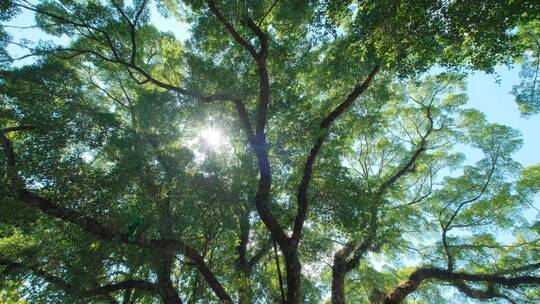 夏天阳光仰拍树林树技