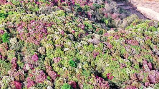 4K航拍贵州黔西南毕节百里杜鹃风景