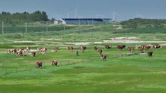 草地草原散养牛航拍