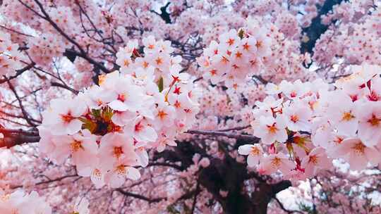 春天樱花粉色樱花盛开