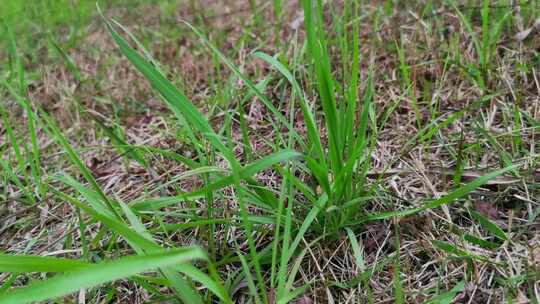 春天植物新芽鲜花盛开实拍