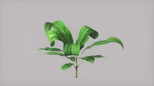 植物生长叶子生长发芽三维动画4K视频素材模板下载