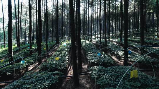 林下三七种植基地 苗圃各个景别4K实拍