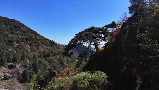 泰山迎客松