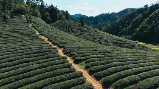 航拍茶园茶山风光