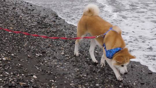 海边行走的秋田犬