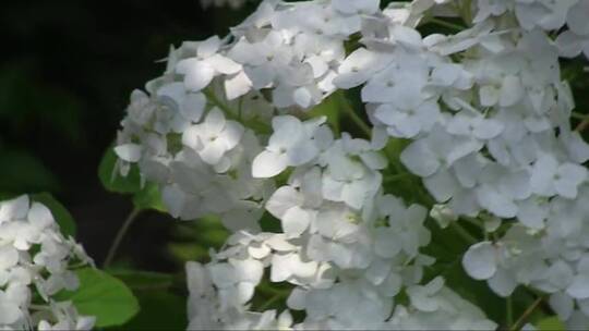 水仙花在风中摇曳