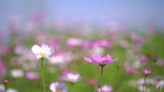 花丛中格桑花儿随风飘扬