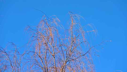 冬季晴天蓝天下的树枝随风摆动仰拍视频素材模板下载