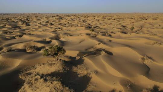 新疆塔克拉玛干沙漠中的胡杨树视频素材模板下载