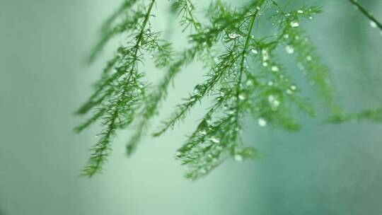 下雨中的植物