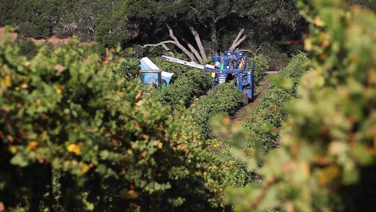 航拍葡萄园用机器采摘葡萄