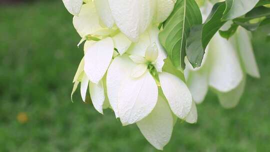 白纸扇 白花 叶状花 雪萼花 玉叶金花