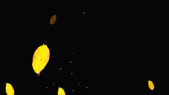 金秋树叶装饰小元素视频素材
