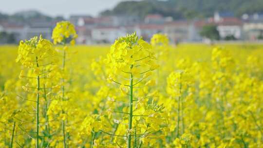 油菜花唯美意境春暖花开