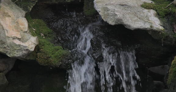 清新植物溪水流淌8K实拍