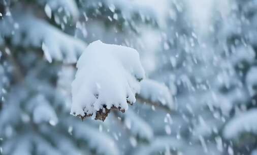 下雪特写、唯美雪景 (1)