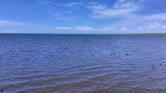 青海湖湖面飞鸟风景