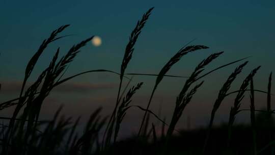 夕阳芦苇唯美意境自然风景