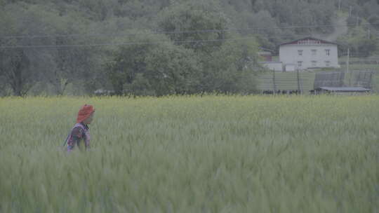 云南松茸地拍白云麦田母女走过田野