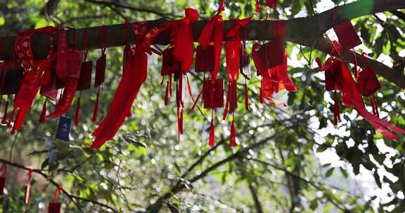 树上挂满的祈福红丝带