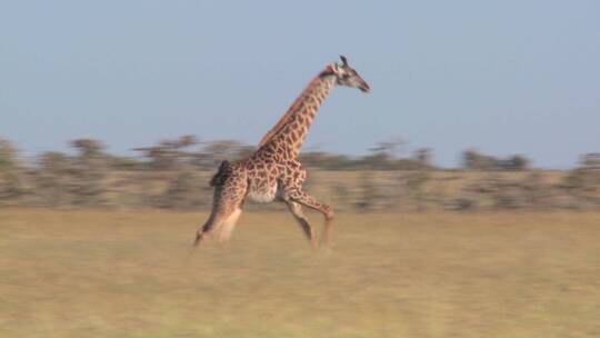 长颈鹿在大草原上奔跑