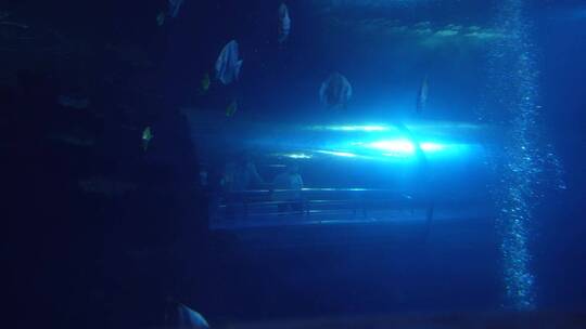 海底隧道海洋馆水族馆视频素材模板下载