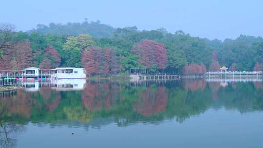 广州麓湖公园湖泊森林落羽杉自然风光