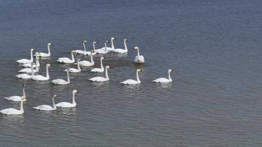 江西鄱阳湖湿地小天鹅候鸟航拍自然风光