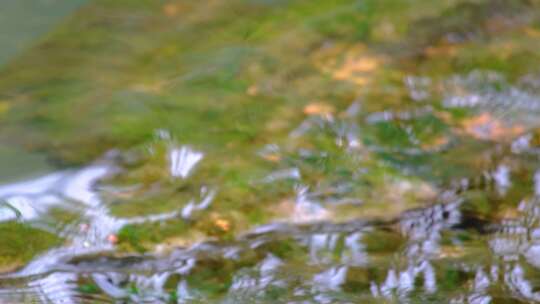 杭州植物园小溪流水特写风景视频素材