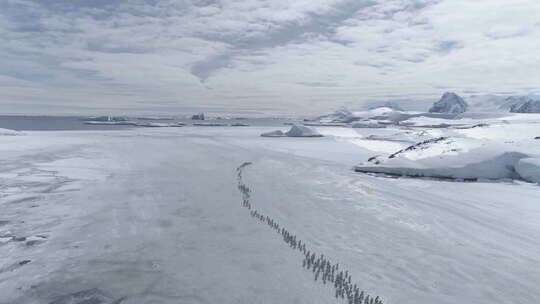巴布亚企鹅群迁徙空中延时摄影