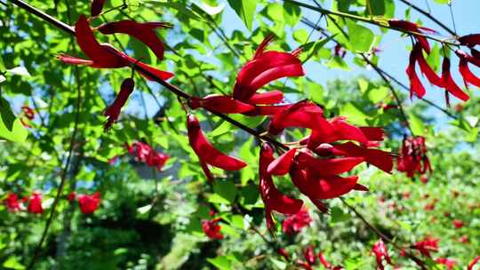 龙牙花牙花花朵花象牙红龙芽花