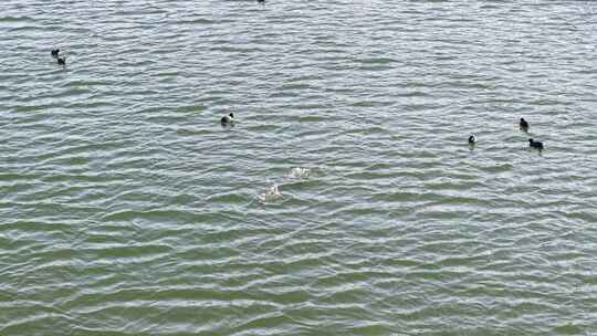 航拍 航拍河流 河流 冬季 冬季河流