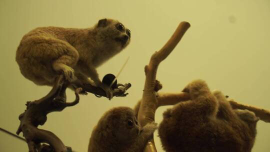 金丝猴狒狒拇指猴动物标本