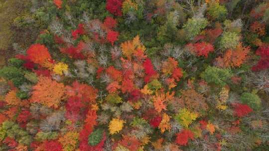 航拍秋天加拿大大片的五颜六色的森林