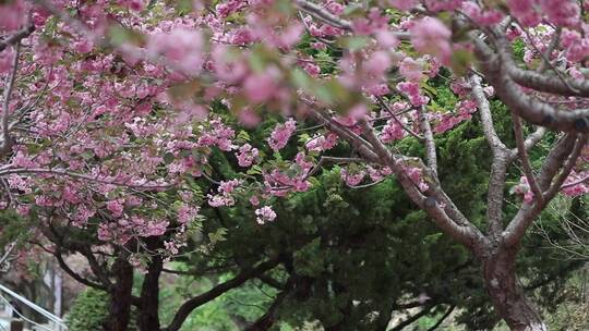 春天樱花园里樱花盛开的自然风景慢镜