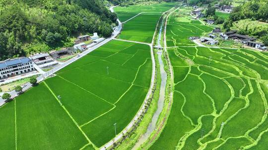 绿色水稻田绿油油航拍农村乡村振兴田野素材