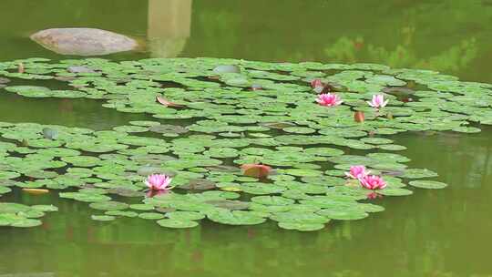 池塘大面积的睡莲莲花正在盛开
