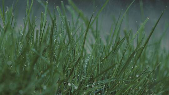 小草 下雨草地 树叶上的水珠 清晨水珠