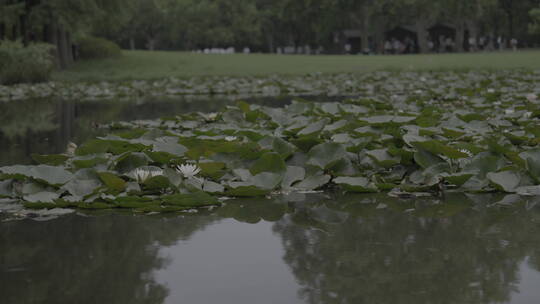 水塘荷池