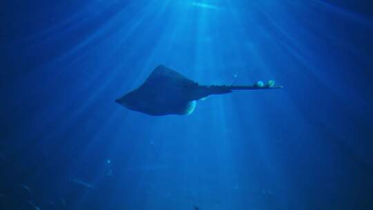 鱼，黄貂鱼，阳光，水族馆