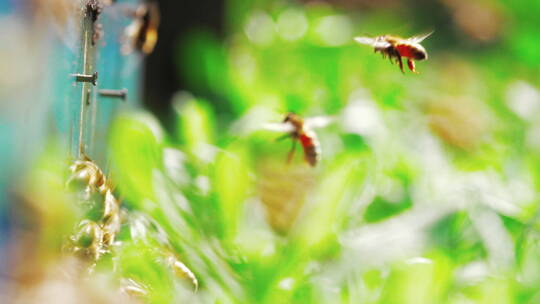 养蜂场蜂群飞舞慢镜头