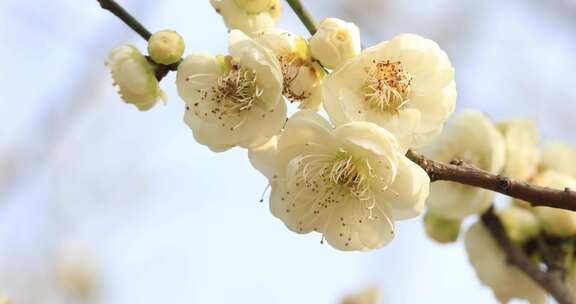 阳光轻轻摇摆梅花 立春花开微风 微距特写