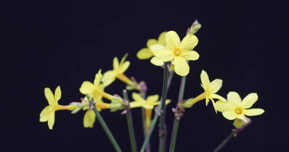 迎春花绽放