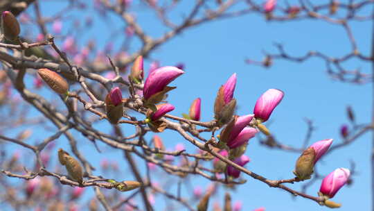 春天紫玉兰玉兰花