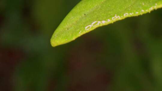 被雨水淋湿的叶子