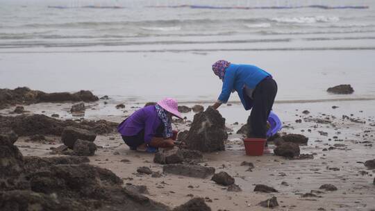 惠安女赶海挖海鲜渔民沙滩海边退潮捕鱼生活