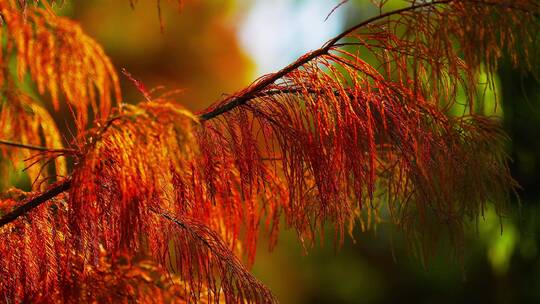 秋季红色水杉林视频素材模板下载