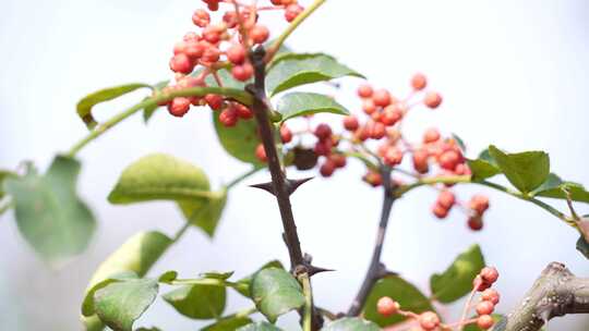 花椒采摘 花椒收获 花椒丰收 花椒大特写